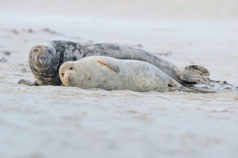 Grey Seals (Halichoerus grypus)
