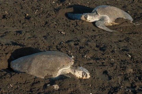 Olive Ridley Sea Turtles (Lepidochelys olivacea) during oviposition