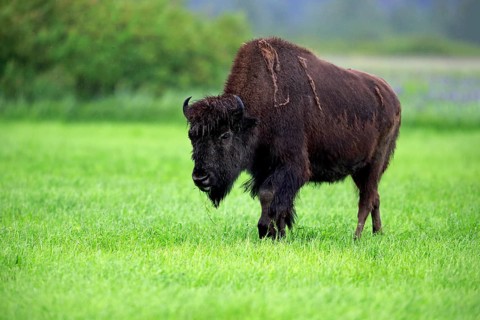 Wood bison (Bison bison athabascae) adult