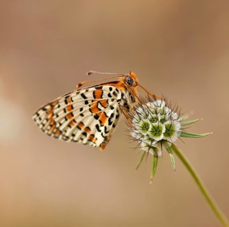 Lacewing Butterfly (Cethosia sp.) on a Pincushion Flower (Scabiosa)
