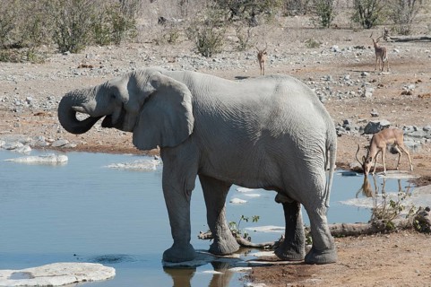 African Elephant (Loxodonta africana)