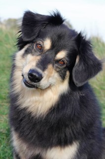 Australian Shepherd mixed-breed dog