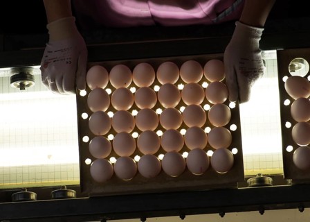Worker during quality control of Easter eggs
