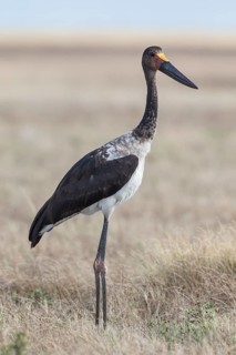Saddle-billed Stork (Ephippiorhynchus senegalensis)