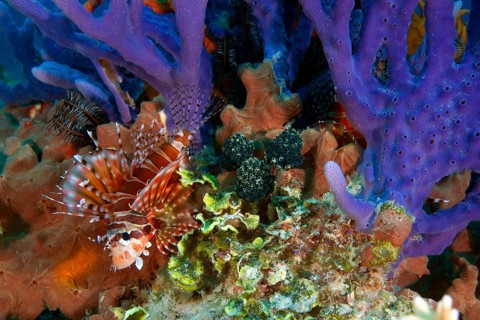 Zebra Turkeyfish or Zebra Lionfish (Dendrochirus zebra) hiding amidst the coral