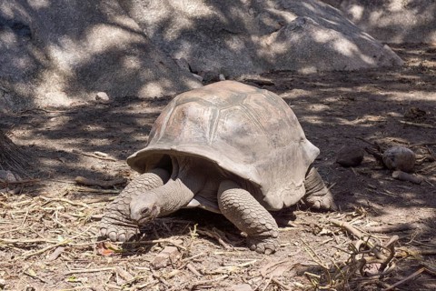 Seychelles Giant Tortoise (Aldabrachelys)