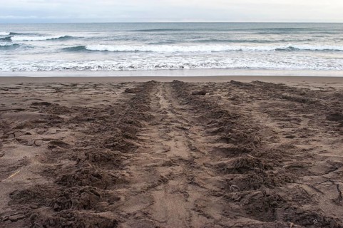 Track of a sea turtle on the beach