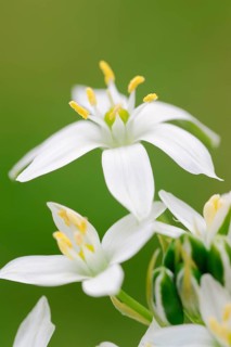 Star-of-Bethlehem (Ornithogalum umbellatum)