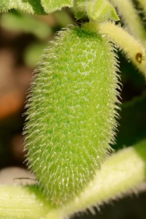 Squirting Cucumber (Ecballium elaterium)