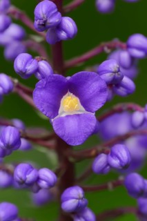Flowering Bamboo or Blue Ginger (Dichorisandra thyrsiflora)