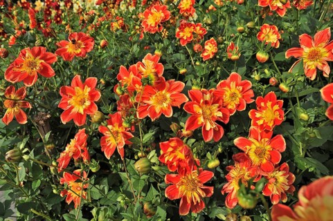 Collerette Dahlia 'Michael Rosch' (Dahlia)