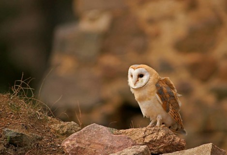 Barn Owl (Tyto alba)