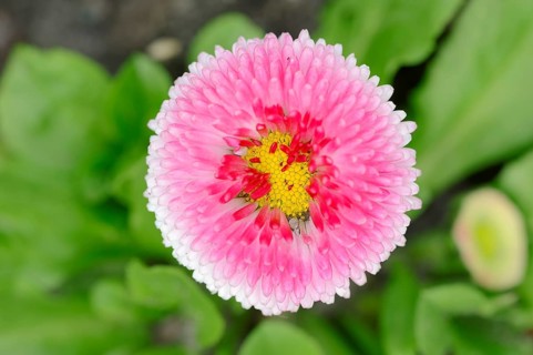 Lawn daisy (Bellis perennis)