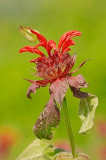 Crimson Beebalm (Monarda didyma hybrid)