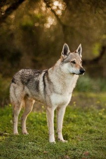Czechoslovakian Wolfdog