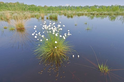 Tussock Cottongrass (Eriophorum vaginatum)