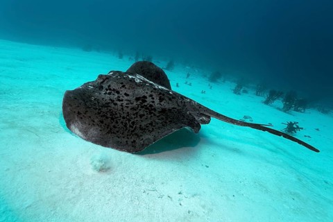 Round Ribbontail Ray (Taeniura meyeni) swimming over the sandy ocean floor