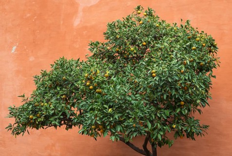 Bitter Orange or Seville Orange (Citrus x aurantium) in the Alcubilla garden in the Alcazar of Seville