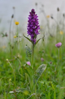 Western Marsh Orchid (Dactylorhiza majalis)