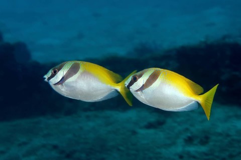 Two Barhead Spinefoots (Siganus virgatus)