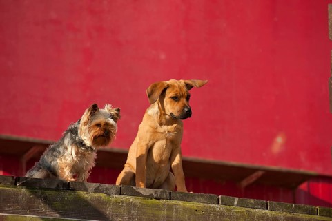 A Yorkshire Terrier and a mixed breed puppy sitting in front of a red wall