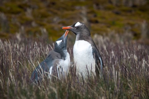 Gentoo Penguin (Pygoscelis papua) feeding young