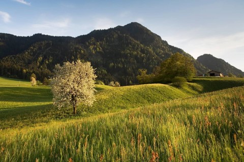 Lush meadow in spring