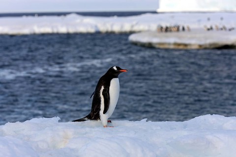 Gentoo Penguin (Pygoscelis papua)