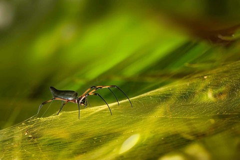 Red-legged Golden Orb-web Spider (Nephila inaurata)