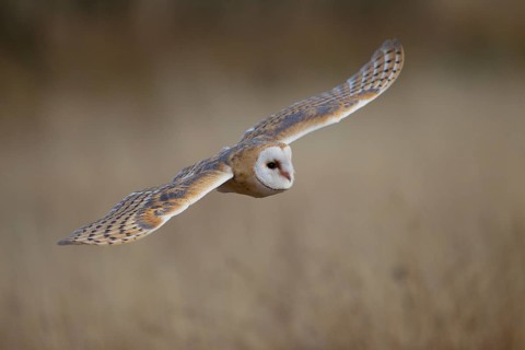 Barn Owl (Tyto alba) in flight