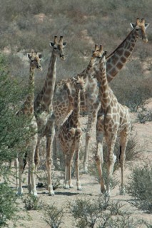 A herd of giraffes (Giraffa camelopardalis)