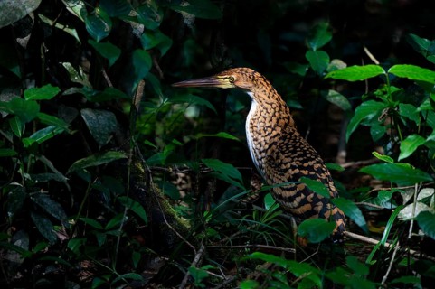 Tiger Heron (Tigrisoma lineatum)