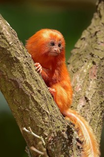 Golden Lion Tamarin (Leontopithecus rosalia)