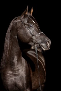 Arabian Thoroughbred Horse wearing a show halter