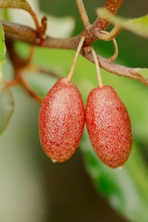 Thorny Elaeagnus (Elaeagnus pungens)