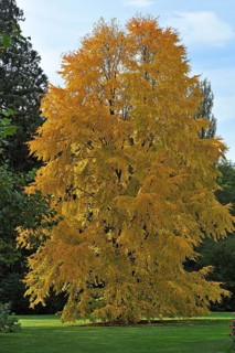 Katsura Tree (Cercidiphyllum japonicum) in autumn colours