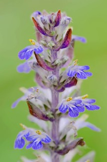 Bugleherb or Carpet Bungleweed (Ajuga reptans)