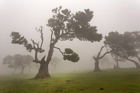 Old Bay Laurel Trees (Laurus nobilis) in the fog