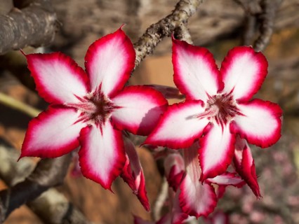 Impala Lily (Adenium multiflorum)