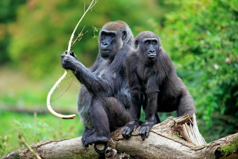 Western Lowland Gorilla (Gorilla gorilla gorilla)