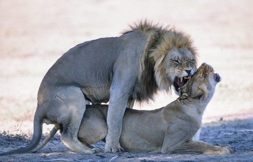Lion (Panthera leo) mating