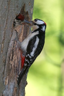 Great Spotted Woodpecker (Dendrocopos major)