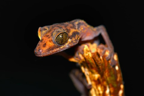 Graceful Madagascar Ground Gecko (Paroedura gracilis)
