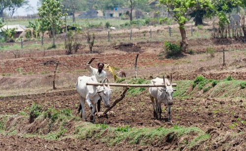 Indian farmer plowing field with yoke of oxen
