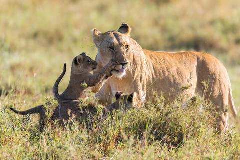 Lioness (Panthera leo) with two cubs