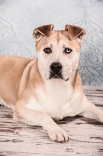 Akita Inu mixed-breed dog