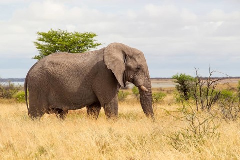 African Elephant (Loxodonta africana)