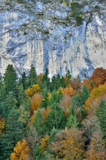 Colourful autumn forest in front of a rock face