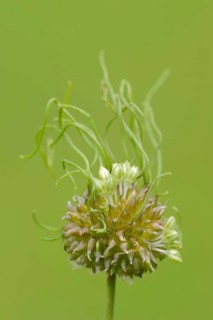 Wild Garlic