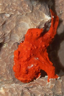 Painted Frogfish or Painted Anglerfish (Antennarius pictus)